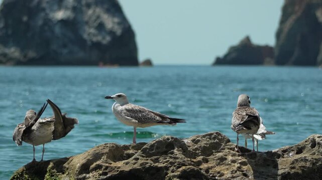 Seagulls, Ocean, Rocks three seagulls on a sunny rocky shore with blue water and distant cliffs in the background, marine wildlife nature scene