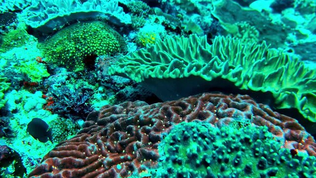 Diverse coral formations on a tropical reef in Bali, Indonesia. Underwater close-up of layered hard corals and marine textures in a natural ocean habitat.