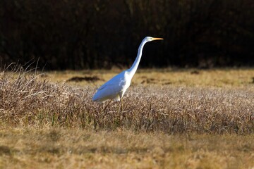Fototapeta premium Great egret