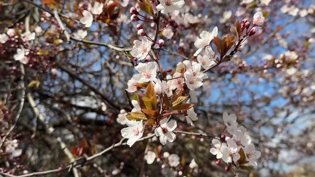 Cherry blossom in sunlight with smooth focus shift between flowers, filmed in 4K on iPhone 16 Pro Max
