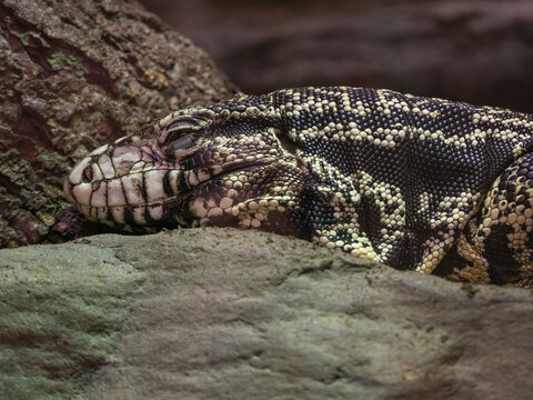 Close-up of a gold tegu's head.