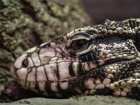 Close-up of a gold tegu's head.