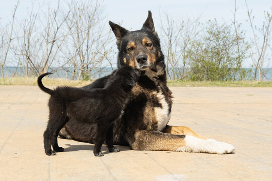 Adult dog calmly tolerating curious puppy approaching and sniffing. Gentle interaction between dogs, cautious first meeting, puppy socialization behavior, peaceful animal communication outdoors.