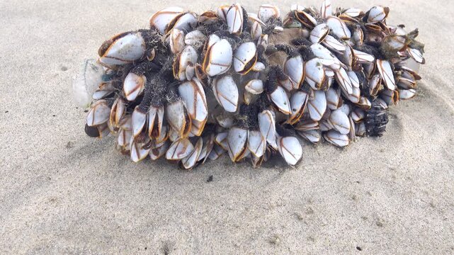 Thalassophilus. Marine acorn shells (Cirripedia) goose barnacle (Lepas) cover flotsam object (jetsam) thrown up by sea, crustaceans are alive and open their flaps, fouling community. South China Sea