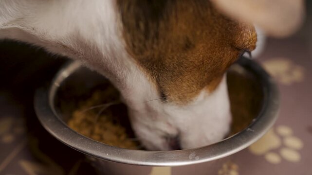Close-Up of Jack Russell Terrier Eating From Metal Bowl. A brown and white Jack Russell Terrier dog enjoying a meal of dry kibble from a stainless steel bowl indoors