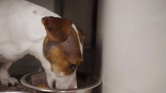 Close-Up of Jack Russell Terrier Eating From Metal Bowl. A brown and white Jack Russell Terrier dog enjoying a meal of dry kibble from a stainless steel bowl indoors