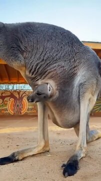 Kangaroo baby looking from mother pouch 