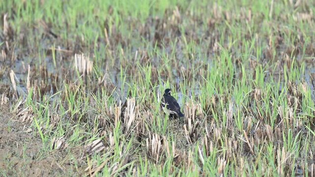 Indian pied myna or Gracupica contra Bird searching for food in the field. Its species&nbsp;of&nbsp;starling&nbsp;found in the&nbsp;Indian subcontinent.  Asian pied starling bird. 
