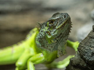 Fototapeta premium Close-up of a green iguana's head.