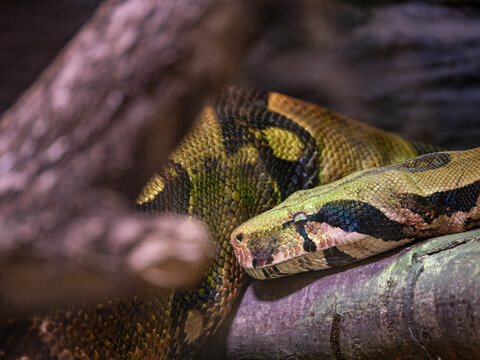 Close-up of a Boa constrictor's head on a branch.