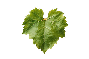 Naklejka premium Green grape leaf presenting detailed veins and natural texture isolated on a transparent background
