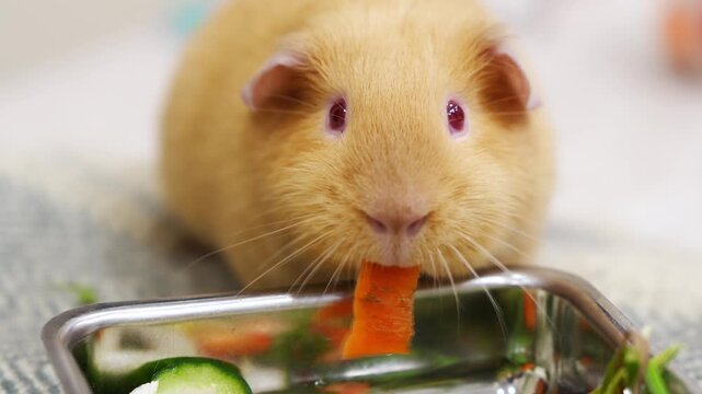 Guinea pig enjoys fresh vegetables in a domestic kitchen setting during the afternoon