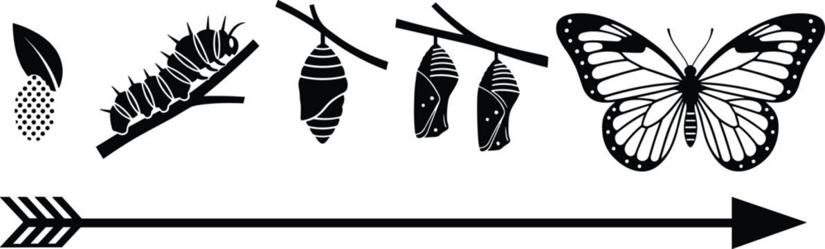 Butterfly Life Cycle Stages Vector Illustration Showing Egg Caterpillar Chrysalis Pupa and Monarch Butterfly Silhouette for Biology Science Education Nature Projects