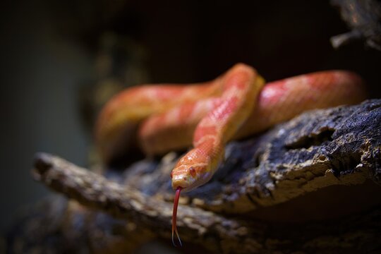 cornsnake