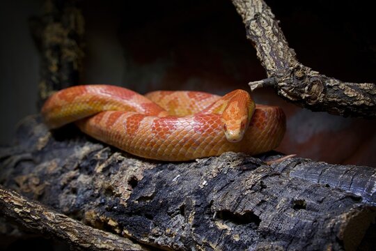 cornsnake