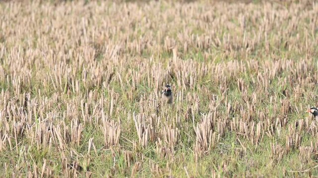 Indian pied myna or Gracupica contra Bird searching for food in the field. Its species&nbsp;of&nbsp;starling&nbsp;found in the&nbsp;Indian subcontinent.  Asian pied starling bird. 