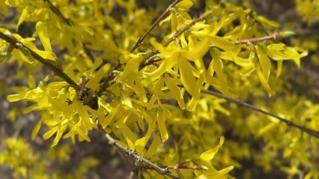 Forsythia flowers in sunlight with smooth focus transitions, filmed in 4K on iPhone 16 Pro Max