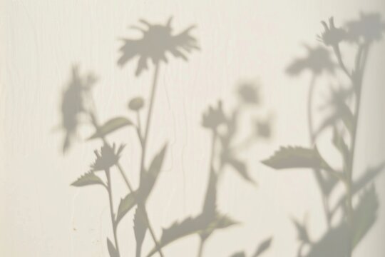 Shadows of wildflowers on wall