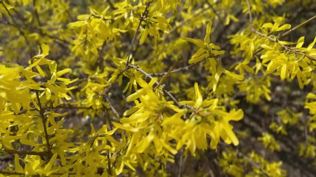 Forsythia flowers in sunlight with smooth focus transitions, filmed in 4K on iPhone 16 Pro Max