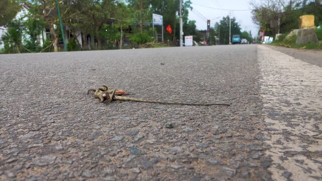 Some motile lizards (calotes) are victims of transport in South Asia.