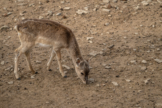 Fawn of a Javan rusa deer foraging on a rocky plain.