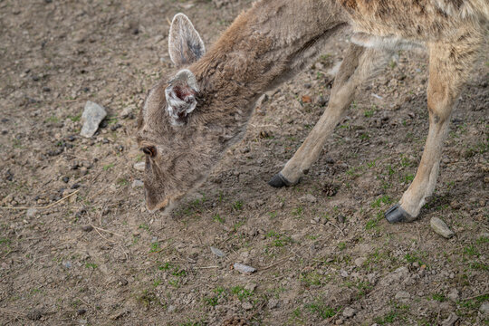 Fawn of a Javan rusa deer foraging on a rocky plain.