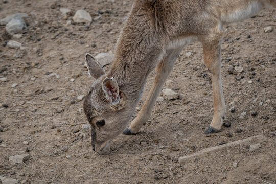 Fawn of a Javan rusa deer foraging on a rocky plain.