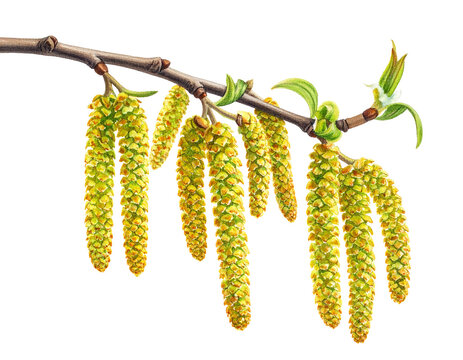 Branch of willow isolated on transparent background.