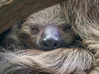 Close-up of a sloth's head behind a branch. © lapis2380