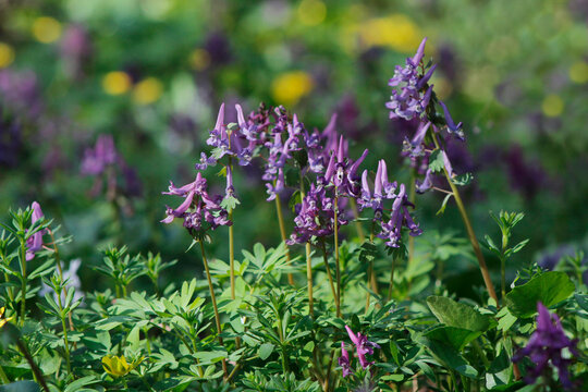 spring flowers corydalis in the forest
