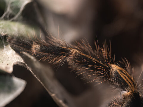 Close-up of tarantula hairs and urticating hairs.