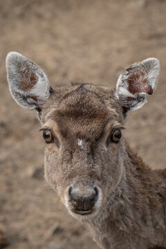 Close-up of a female Javan rusa deer's head.