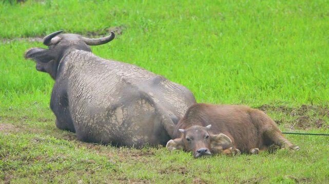 Indian water buffalo with a calf. Vietnam damp meadow