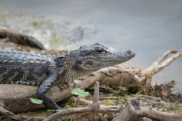 Fototapeta premium close up of a crocodile