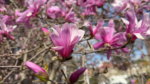 Pink magnolia blossoms in sunlight with smooth focus transitions, filmed in 4K on iPhone 16 Pro Max