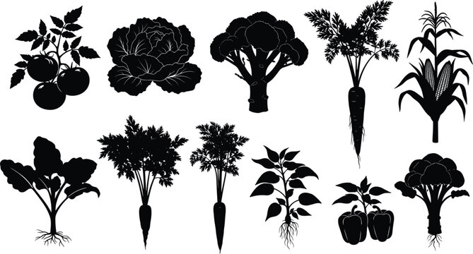 Collection of vegetable plant silhouettes with roots and leaves isolated on white background