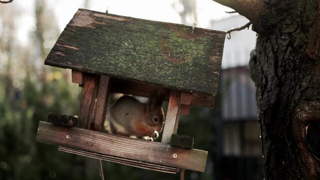 Eurasian red squirrel eating seeds and nuts inside rustic weathered wooden bird feeder hanging from tree branch in garden during daytime with sunlight lens flare and soft bokeh background, slow motion
