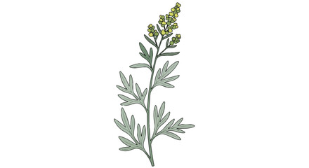 Fototapeta premium Hand Drawn Illustration of Artemisia Absinthium Wormwood Plant