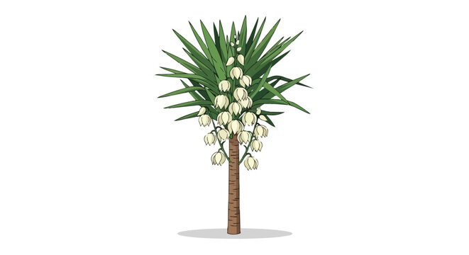 Illustration of a blooming Yucca plant with white flowers isolated on white background