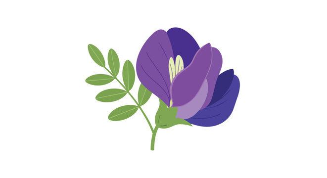 Hand-drawn illustration of a vibrant purple butterfly pea flower with green leaves