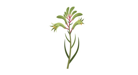 Obraz premium Hand Drawn Illustration of a Green Kangaroo Paw Flower