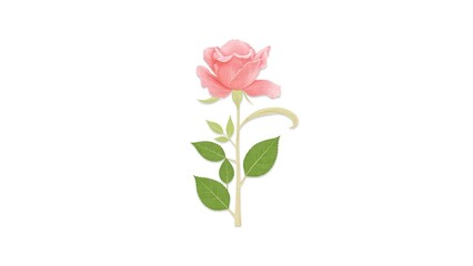 Obraz premium Elegant Pink Red Rose Floral Cutout on Transparent Background