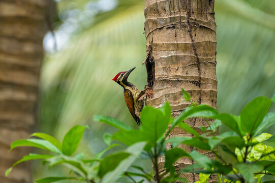 Black-rumped flameback (Dinopium benghalense), also known as the lesser golden-backed woodpecker or lesser goldenback