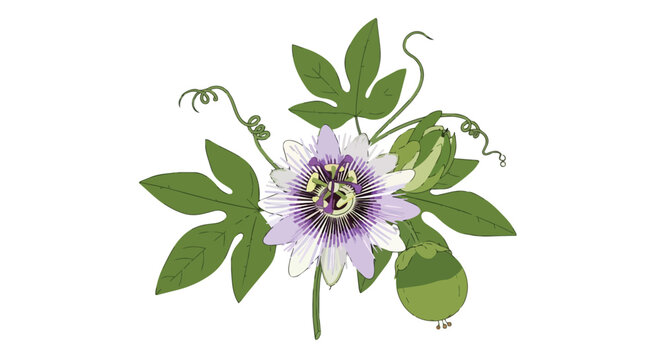 Beautiful Passion Flower Illustration with Leaves and Tendrils on White Background