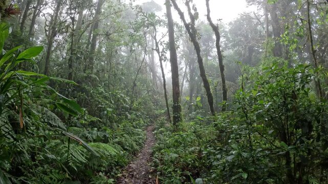 Cinematic rainforest view in Monteverde cloud forest with thick mist and layered canopy, tropical travel video Costa Rica