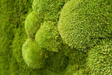 Decorative preserved moss wall detail © Eugen