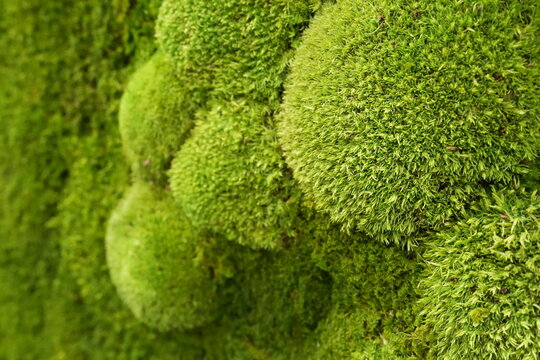 Decorative preserved moss wall detail