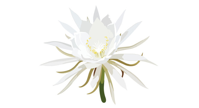Beautiful White Epiphyllum Oxypetalum Flower Isolated on White Background