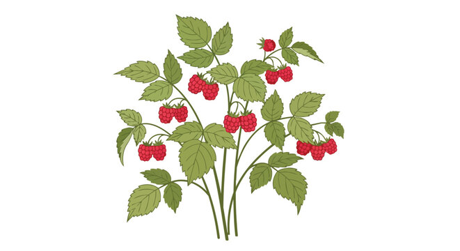 Illustration of a Raspberry Bush with Ripe Red Berries and Green Leaves