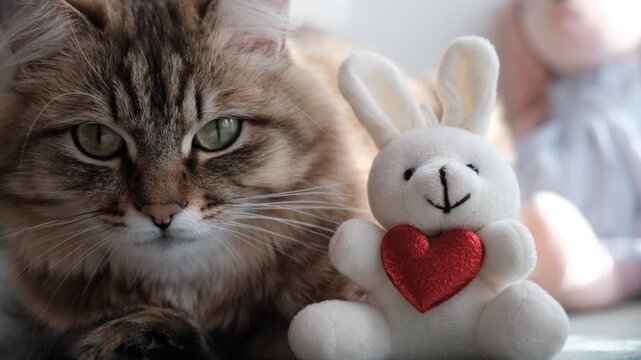 Cute tabby cat with stuffed toys, with red heart. Happy Valentines Day. Happy Birthday. Relaxing kitten basking in morning sun, cozy home. Atmospheric mood